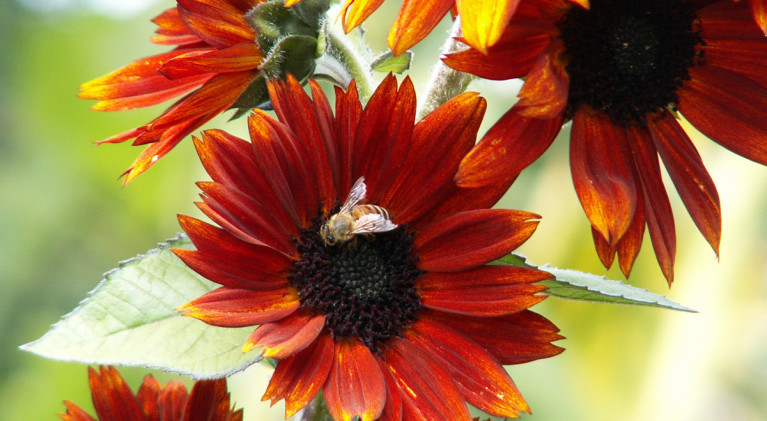 Free gardening classes in Reno