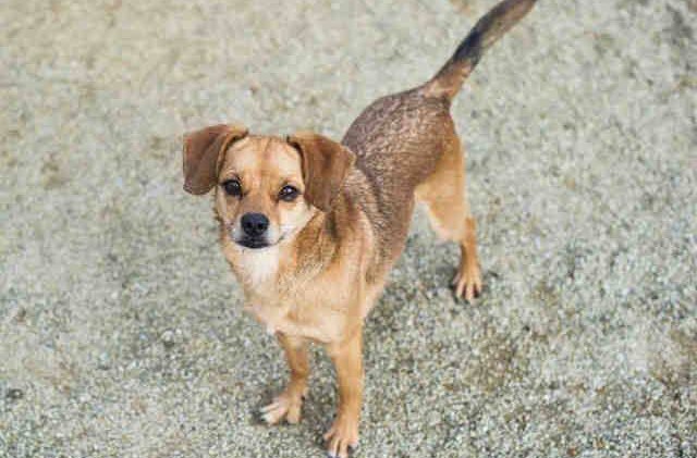 Tahoe Tails — Adoptable Pets in South Lake Tahoe