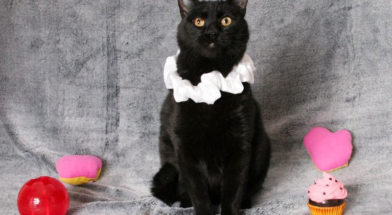 Tahoe Tails — Adoptable Pets in South Lake Tahoe