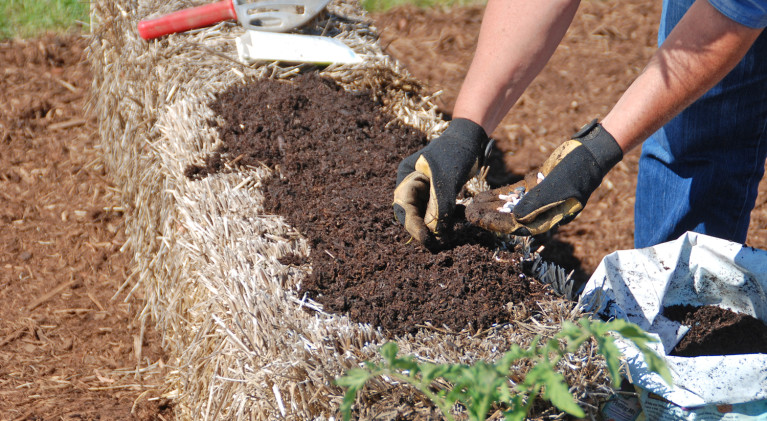 Straw bale gardening ideal when soil is tough