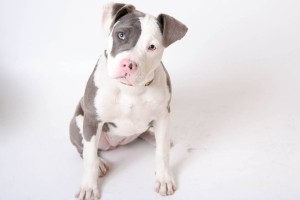 Rosie