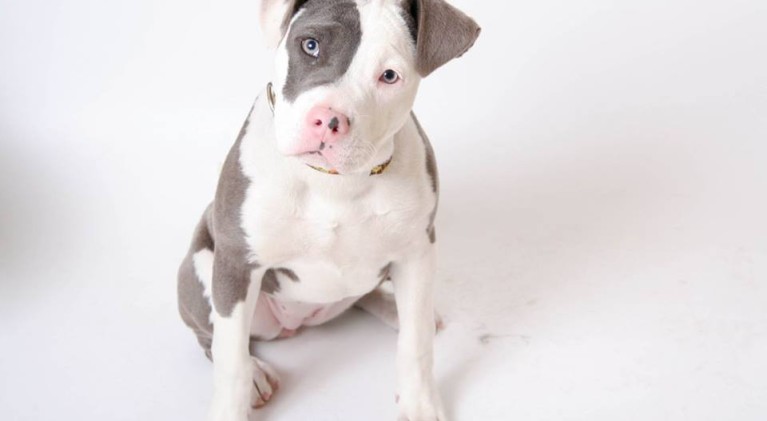 Tahoe Tails — Adoptable Pets in South Lake Tahoe