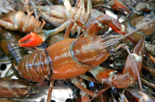 Invasive species aren’t always unwanted