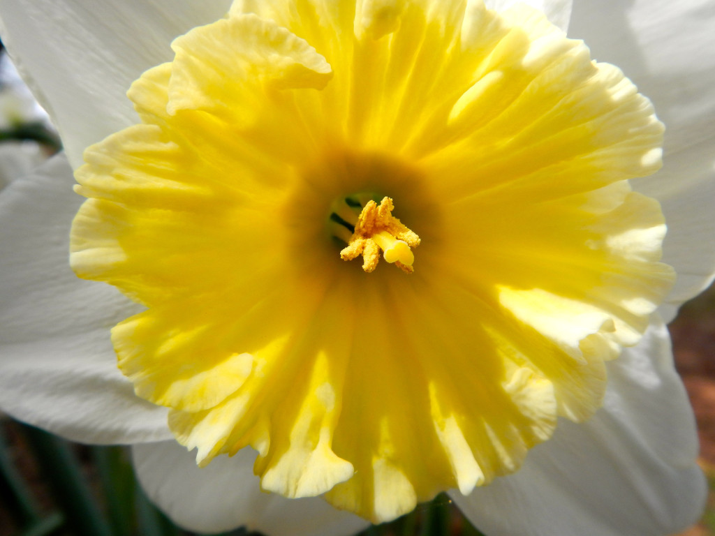 Plan to visit Daffodil Hill in 2017. Photo/Kathryn Reed