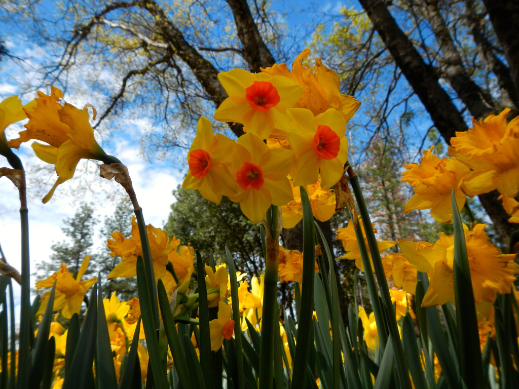 A variety of daffodils stand tall on the first day of spring. Photo/Kathryn Reed