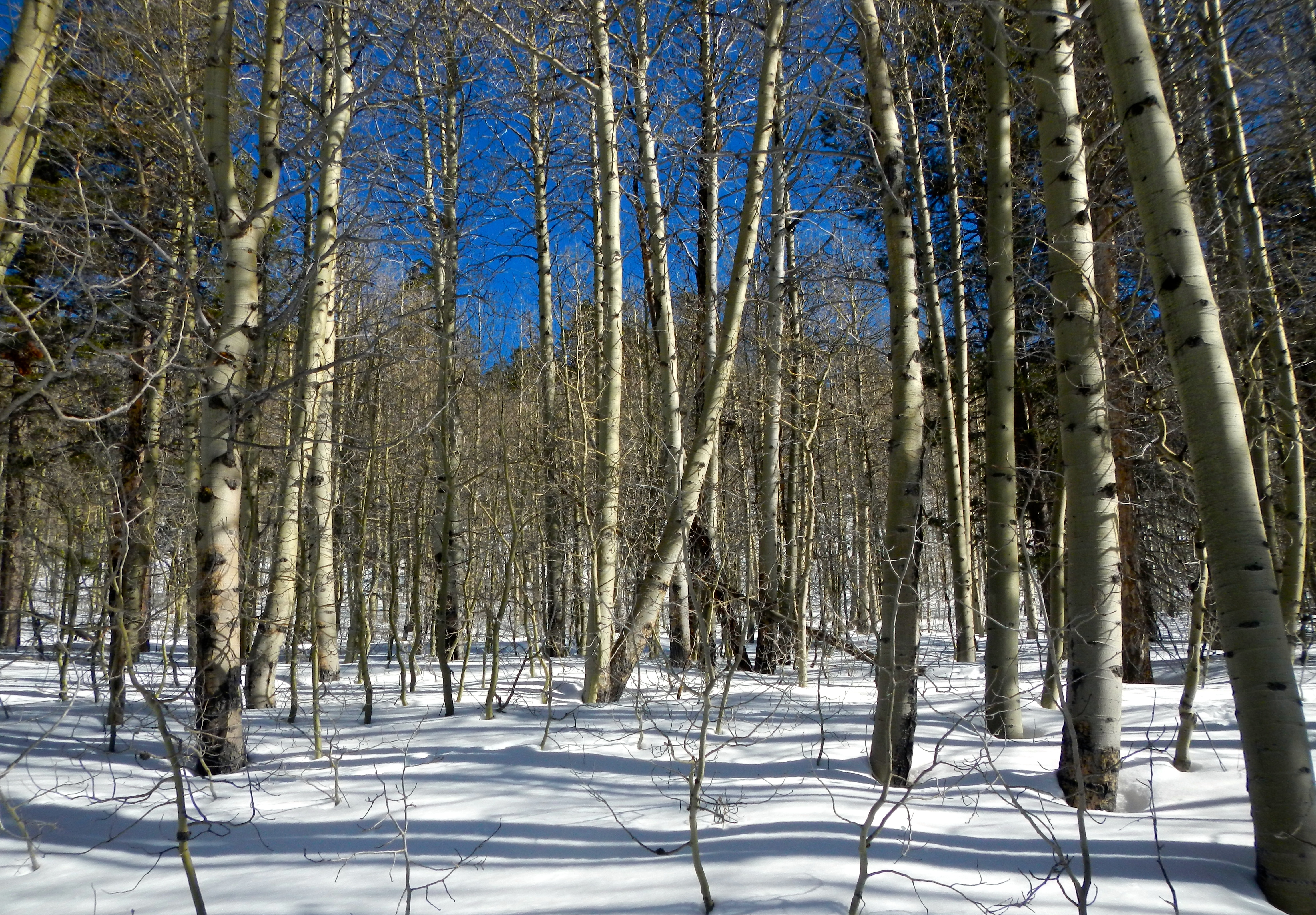 The abundance of aspen trees makes this a much different hike in the fall.