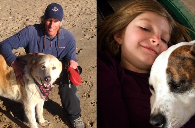 Waiting patiently — dogs find forever homes