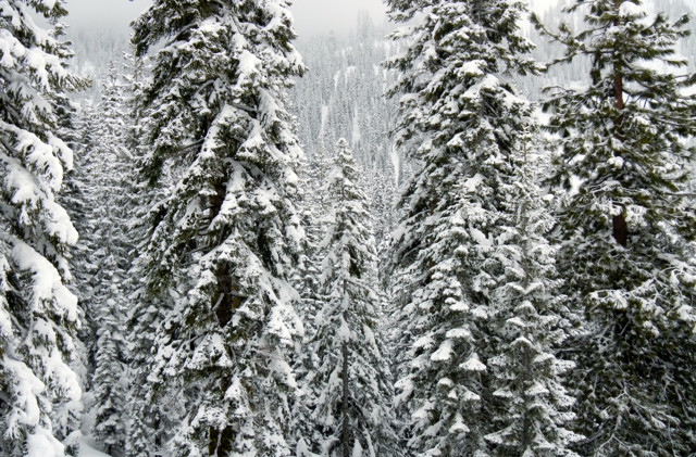 Wildlife board funds conservation project near Truckee