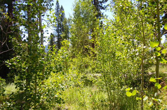 Trees deal with climate change better than expected