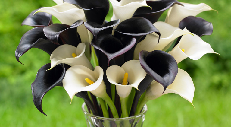 Spring planted bulbs extend growing season