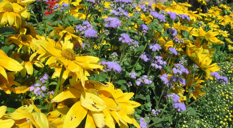 Flower gardens can be low maintenance