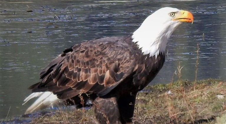 Birders to give talk on Tahoe’s Big Year