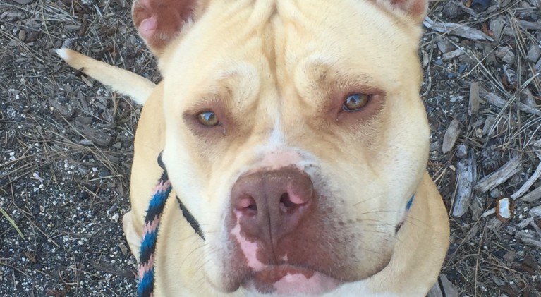 Tahoe Tails — Adoptable Pets in South Lake Tahoe