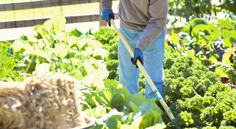 Low maintenance vegetable gardening