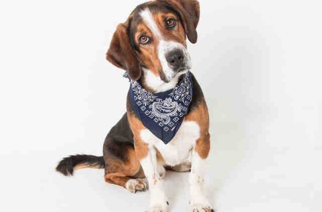 Tahoe Tails — Adoptable Pets in South Lake Tahoe