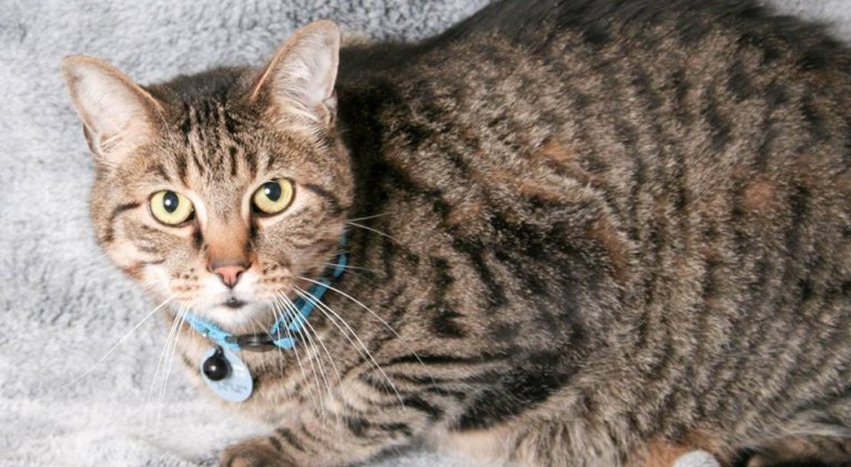 Tahoe Tails — Adoptable Pets in South Lake Tahoe
