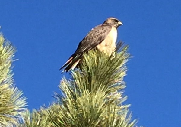 South Shore to be part of annual bird count