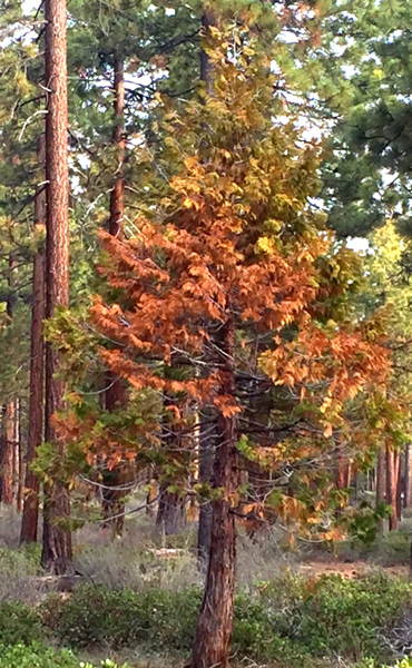 Tree mortality in the basin adds to fire concerns. Photo/Susan Wood