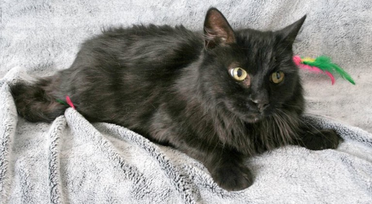 Tahoe Tails — Adoptable Pets in South Lake Tahoe