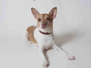 Chico