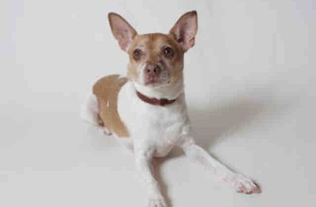 Tahoe Tails — Adoptable Pets in South Lake Tahoe