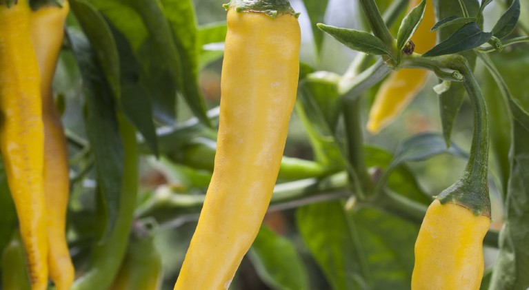 The truth about hot peppers
