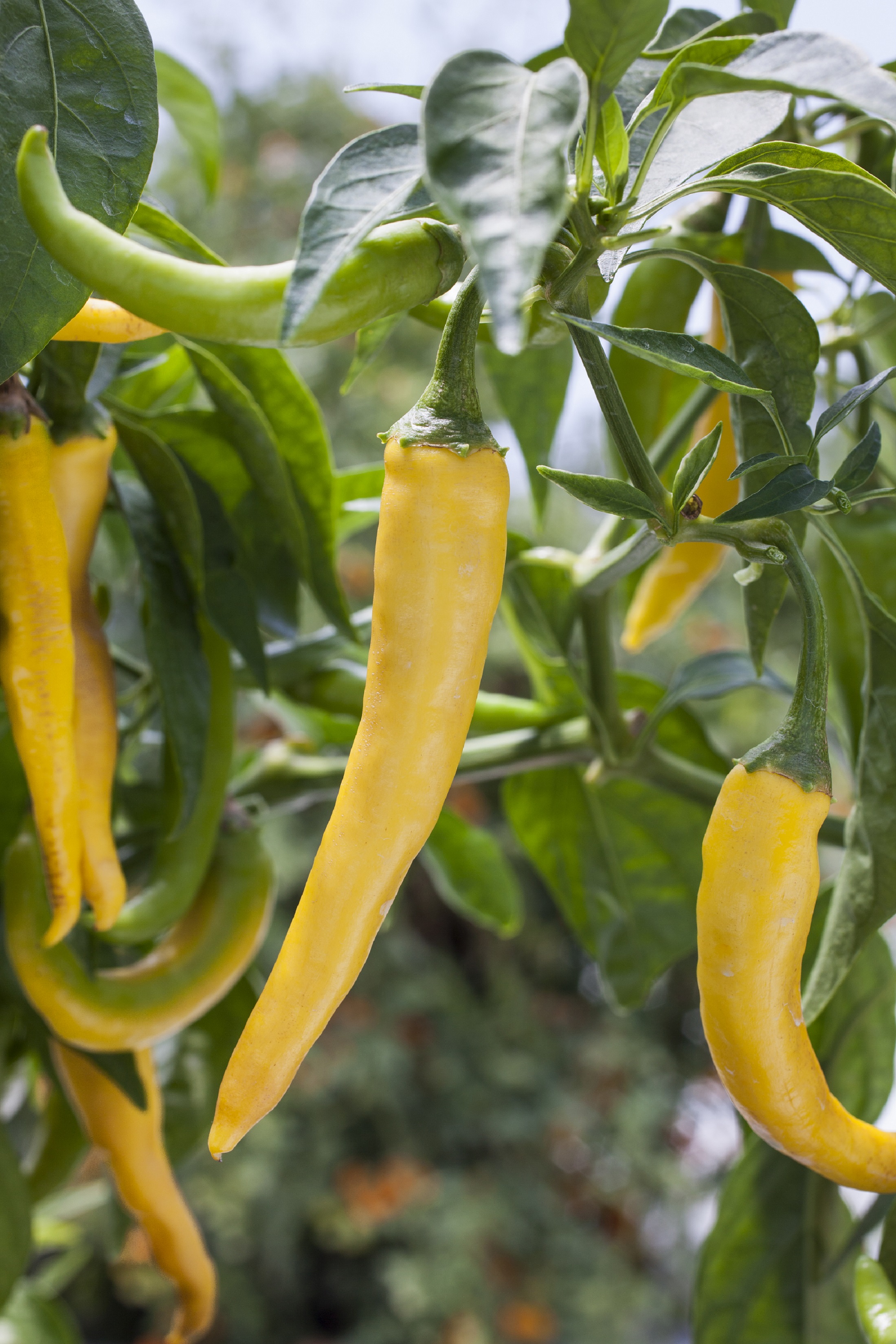Golden cayenne peppers are hot with a Scoville heat level of 30,000 to 50,000. Photo/Bonnie Plants