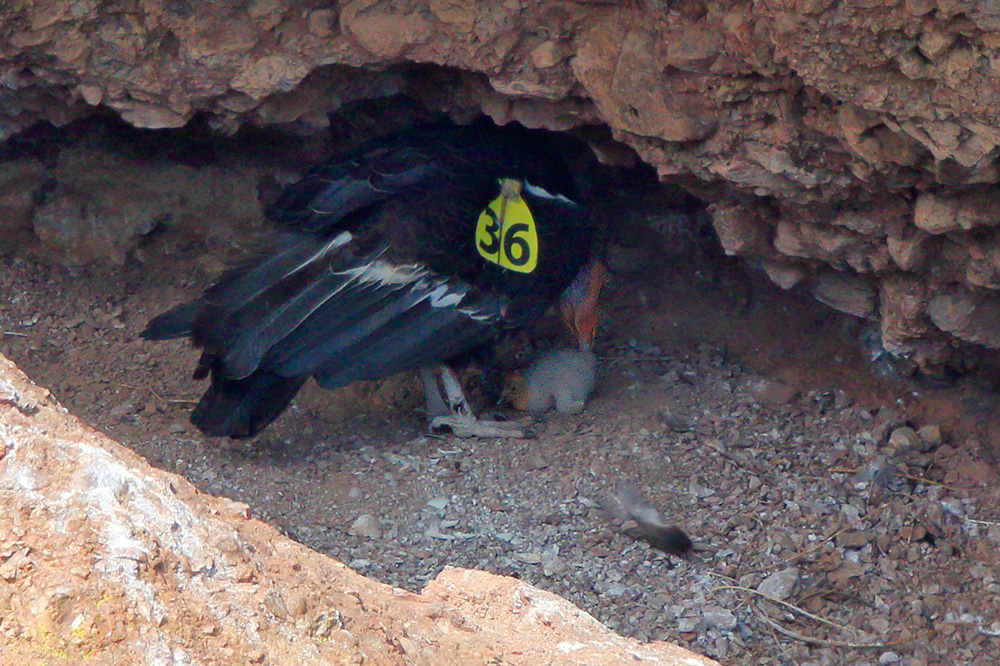 Condors are gradually becoming more prominent in the park. Photo/National Park Service