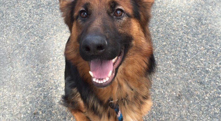 Tahoe Tails — Adoptable Pets in South Lake Tahoe