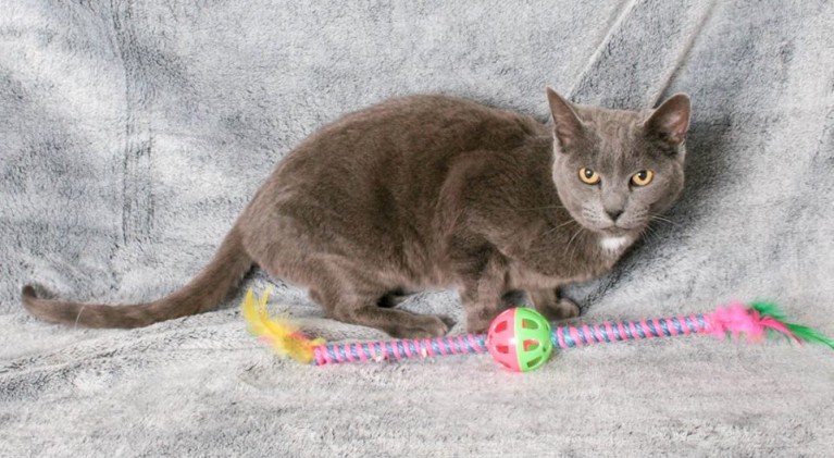 Tahoe Tails — Adoptable Pets in South Lake Tahoe
