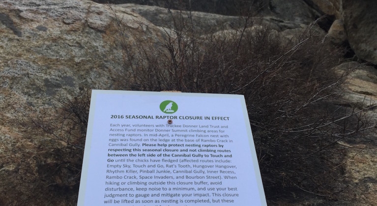 Nesting falcons force closure of Donner trails