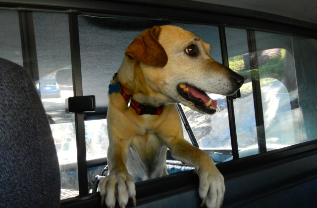 Calif. law would allow people to smash car windows to rescue pets