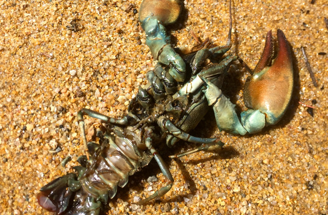 Scientists analyzing crayfish impacts on Tahoe
