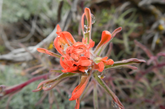 Study: Vegetation moving to adapt to climate