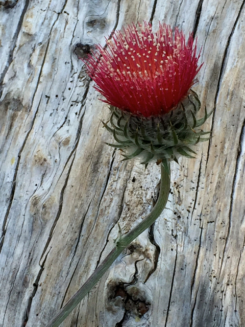 Winter rains bring spring flowers. Photo/Susan Wood