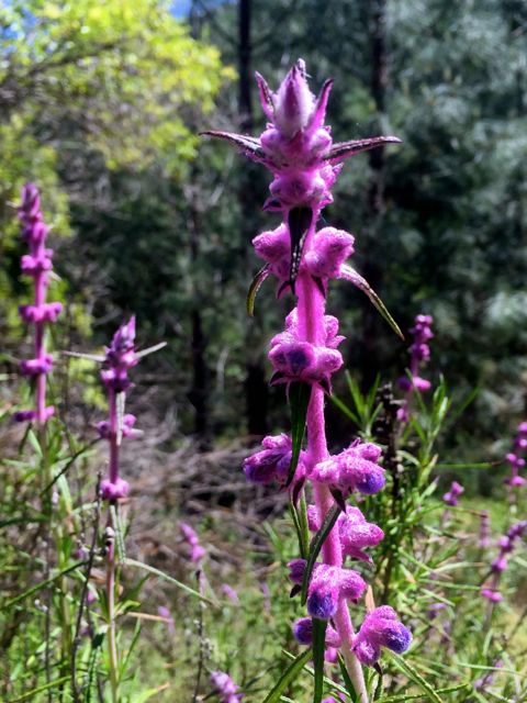 An array of wildflowers fill the landscape. Photo/Susan Wood