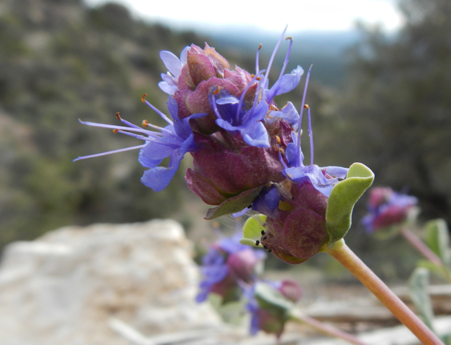 Flowers are in bloom along the trail. Photo/Kathryn Reed