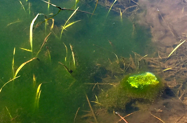 Gauging the health of Lake Tahoe tributaries