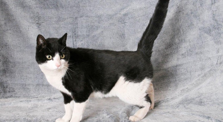 Tahoe Tails — Adoptable Pets in South Lake Tahoe