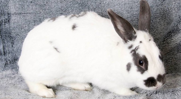 Tahoe Tails — Adoptable Pets in South Lake Tahoe