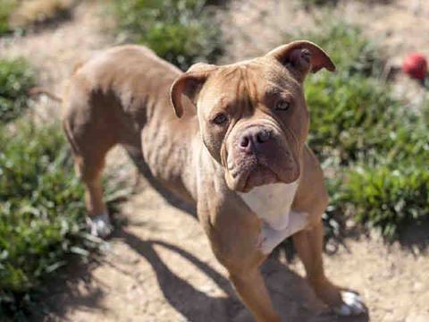Tahoe Tails — Adoptable Pets in South Lake Tahoe