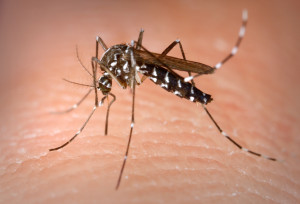 Eliminating standing water, improving drainage in the landscape, weeding and proper mowing are just a few of the ways to help manage the mosquito population. Photo/James Gathany/CDC
