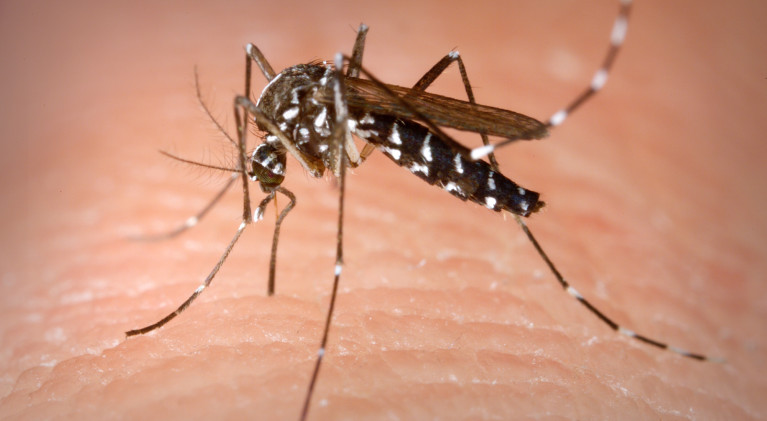 What to do about ticks and mosquitoes