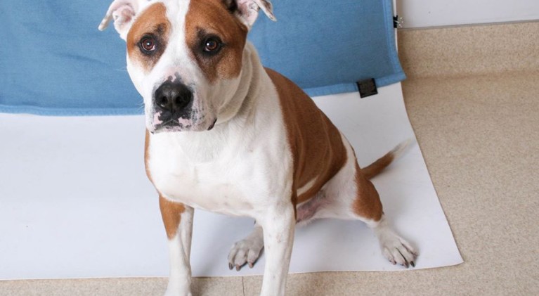 Tahoe Tails — Adoptable Pets in South Lake Tahoe
