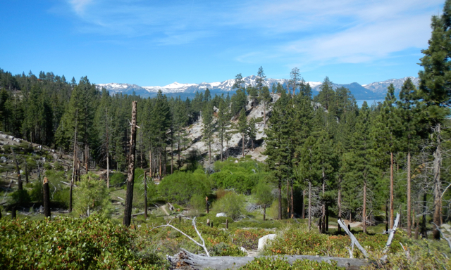 Feds: Drought kills 66 million trees in Sierra