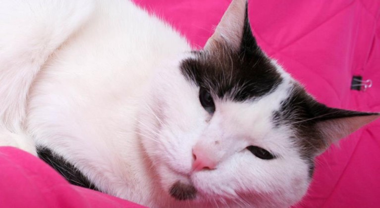Tahoe Tails — Adoptable Pets in South Lake Tahoe
