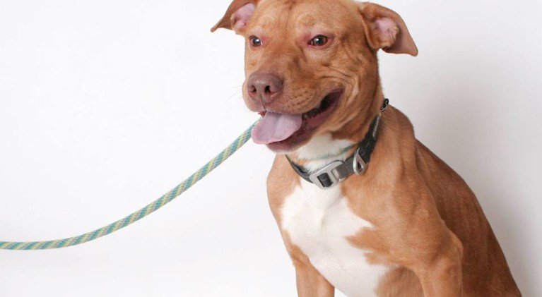 Tahoe Tails — Adoptable Pets in South Lake Tahoe