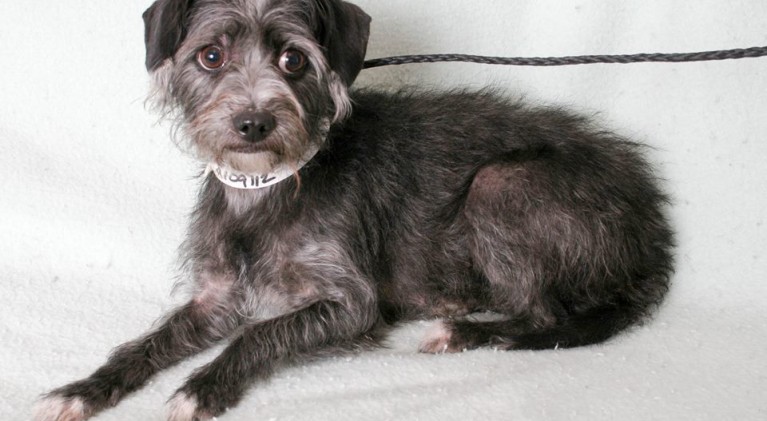 Tahoe Tails — Adoptable Pets in South Lake Tahoe