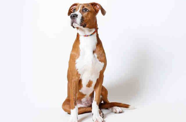 Tahoe Tails — Adoptable Pets in South Lake Tahoe