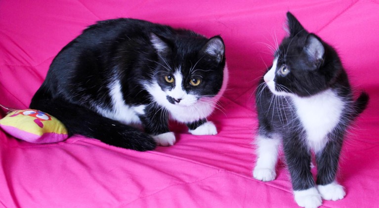 Tahoe Tails — Adoptable Pets in South Lake Tahoe